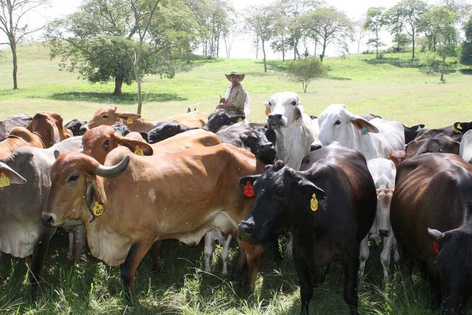 Obligan a ganaderos de Barinas a vender 10% del ganado