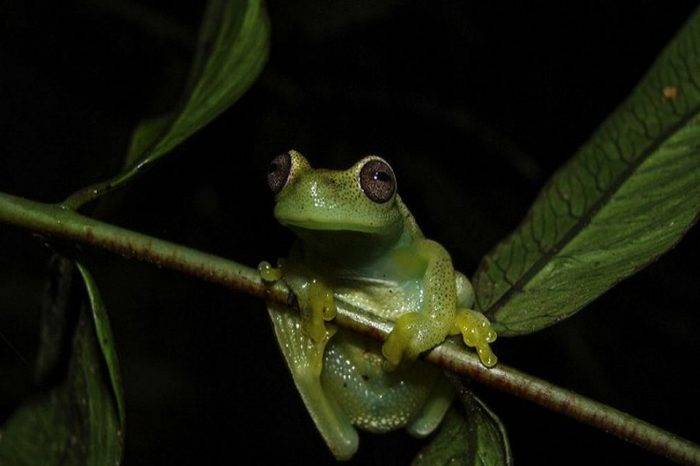 Rana Hyloscirtus-japreria