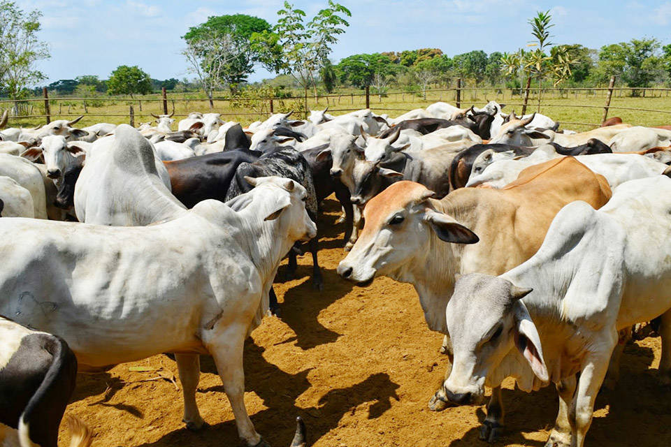 Presos en Colombia 12 personas por contrabando de ganado venezolano