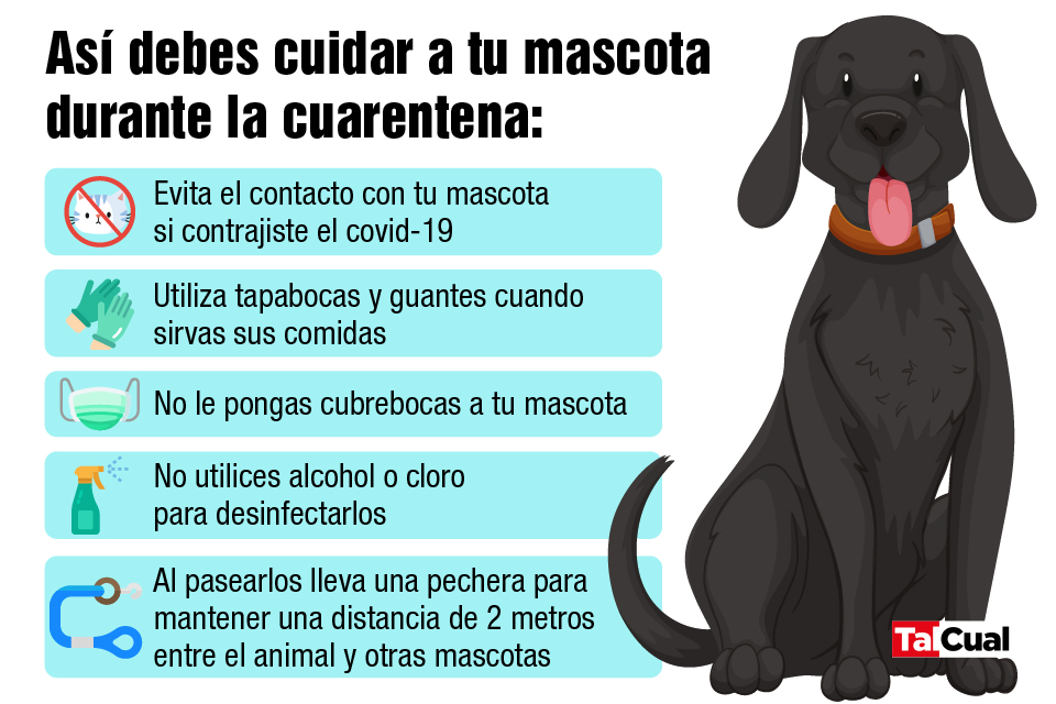 Convivir con una mascota en cuarentena: Entérate de cómo debes protegerla de la covid-19