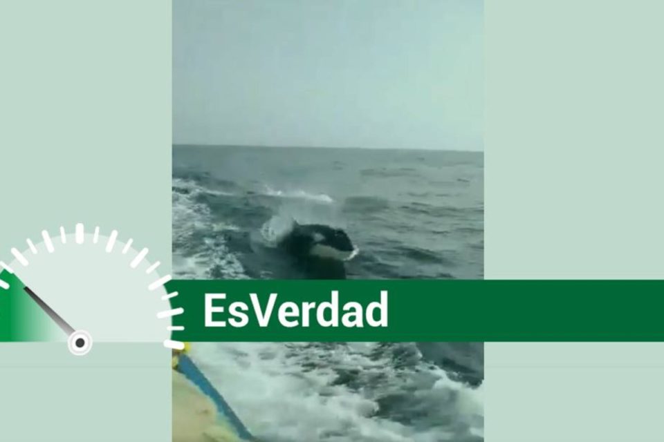 Orcas EsPaja