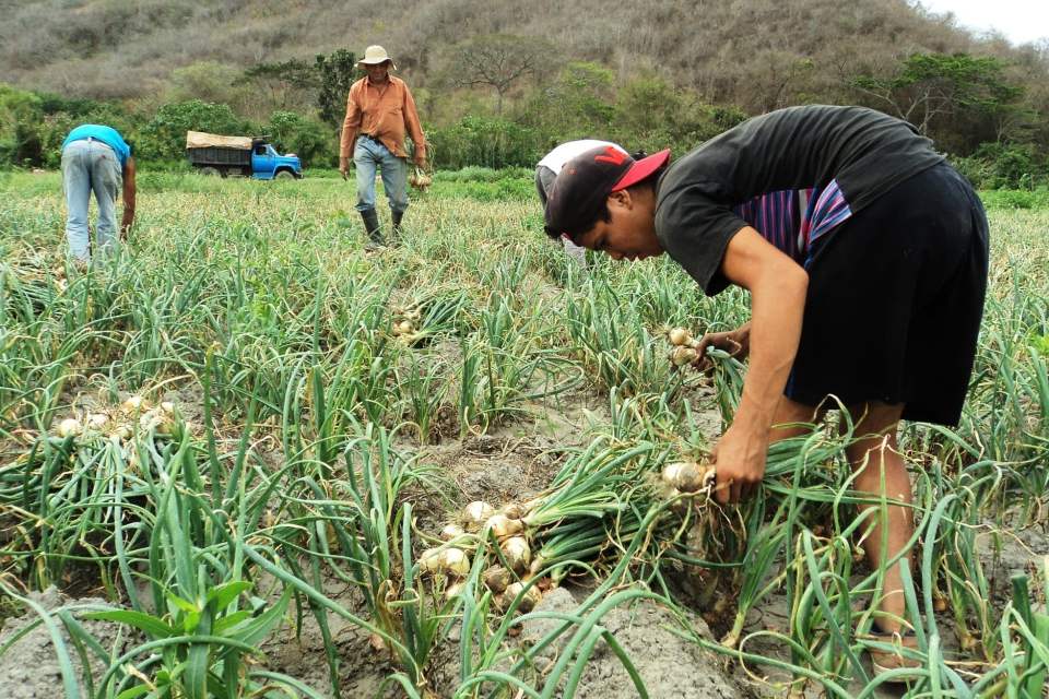 La sanidad vegetal Nos entronca de buenas vibraciones por Víctor