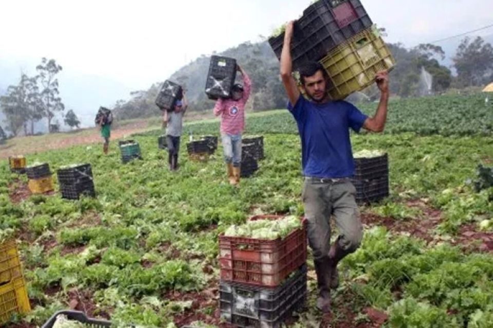 Un prodigio agro alimentos