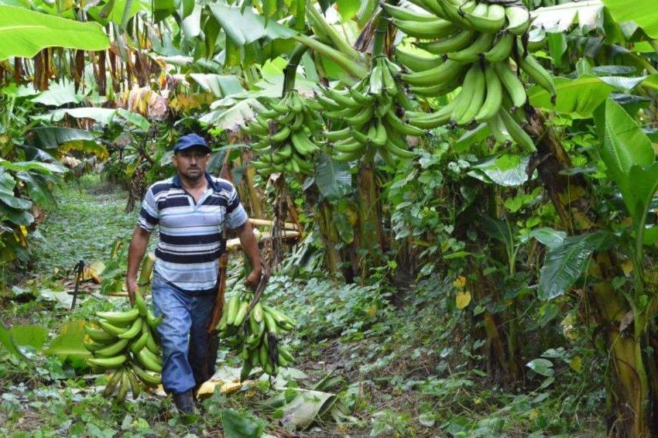 cultivo-de-plátano-zulia