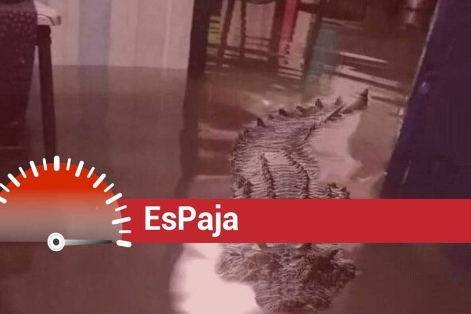 EsPaja lluvias venezuela cocodrilo