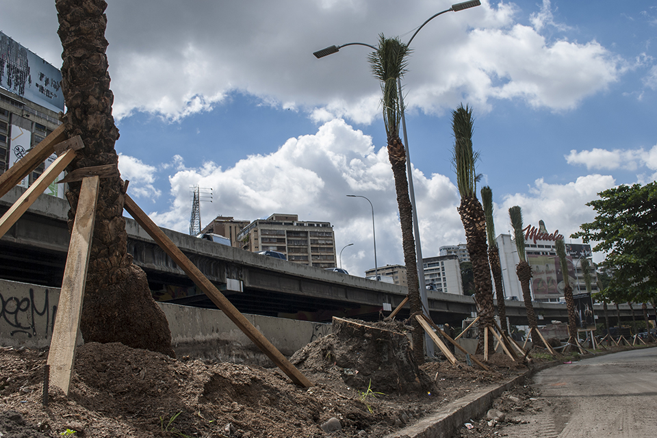 Ministerios y autoridades guardan silencio ante tala de árboles en Caracas