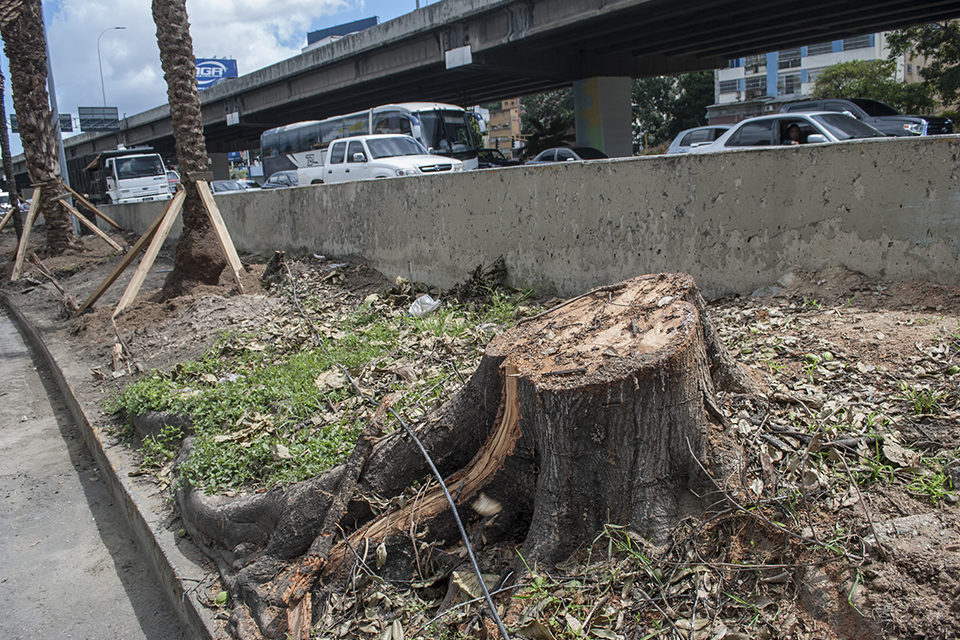 Convocan a una caminata para rechazar tala de árboles en Caracas