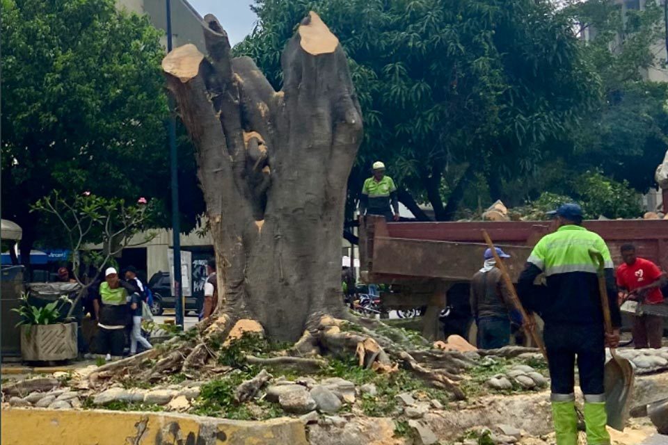 Tala ilegal de árboles en Baruta