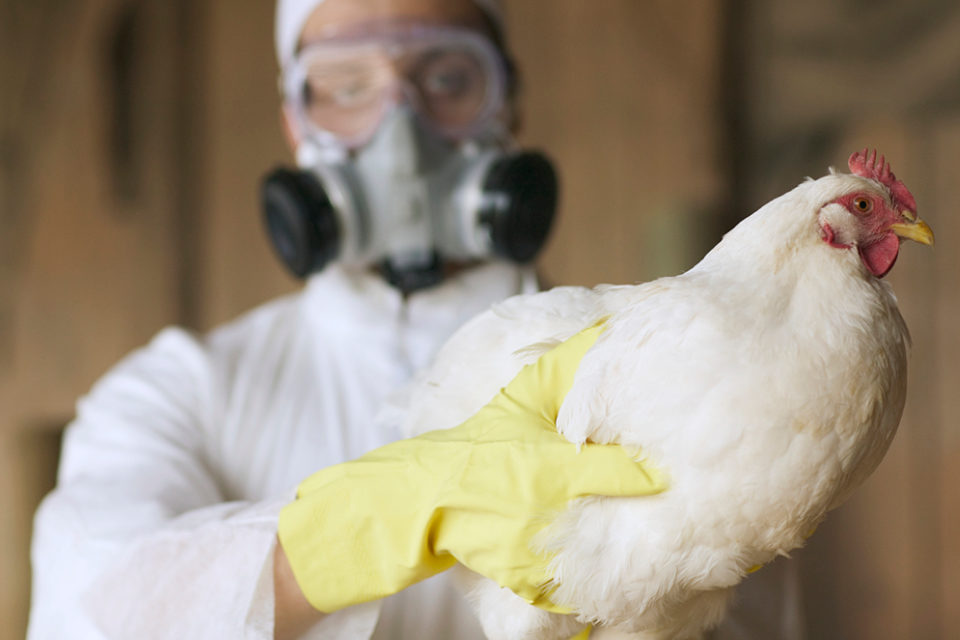 Influenza aviar - Guatemala