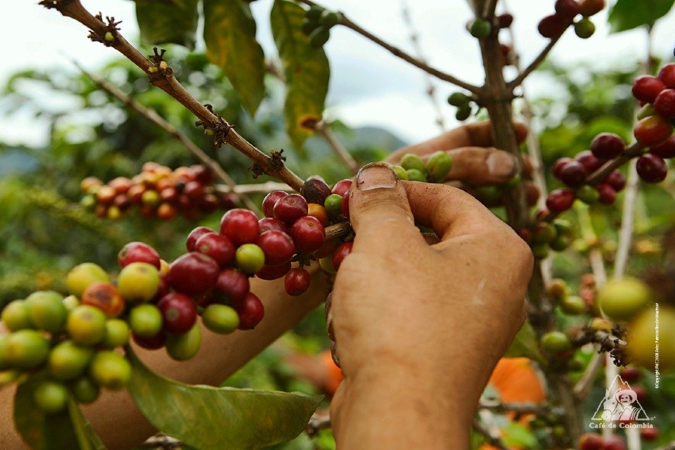 café caficultores precio quintal