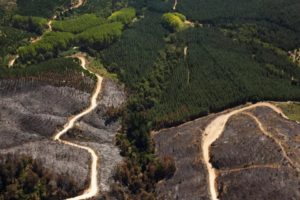 Bosque pinos Chile