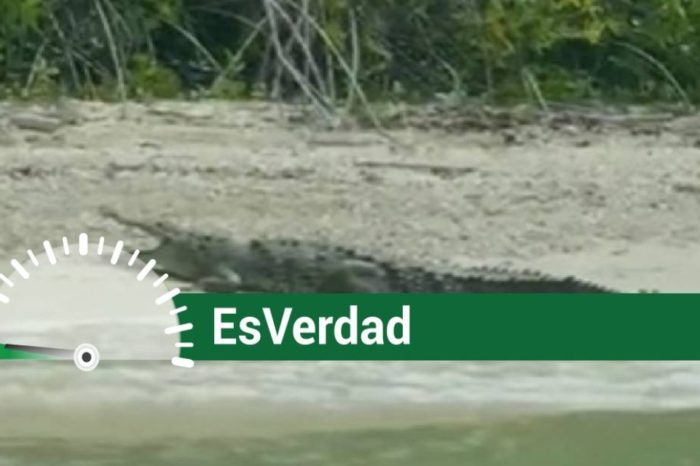 EsPaja Tucacas caimán de la costa