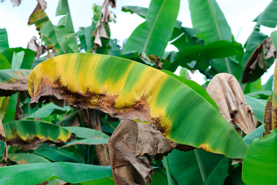 Advierten hecatombe de producción de plátanos por hongo fusarium