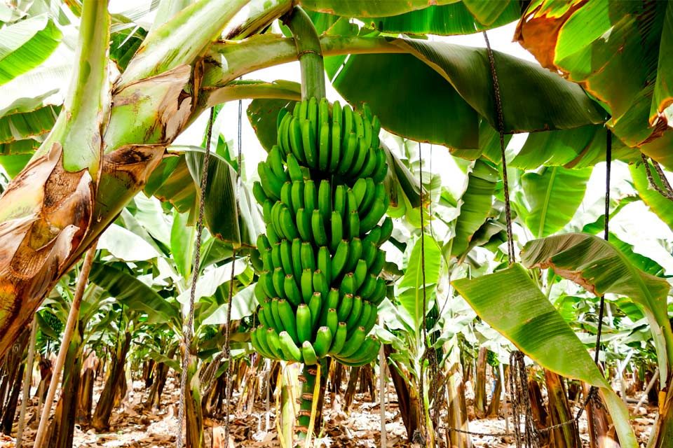 plantaciones de plátanos en riesgo por fusarium