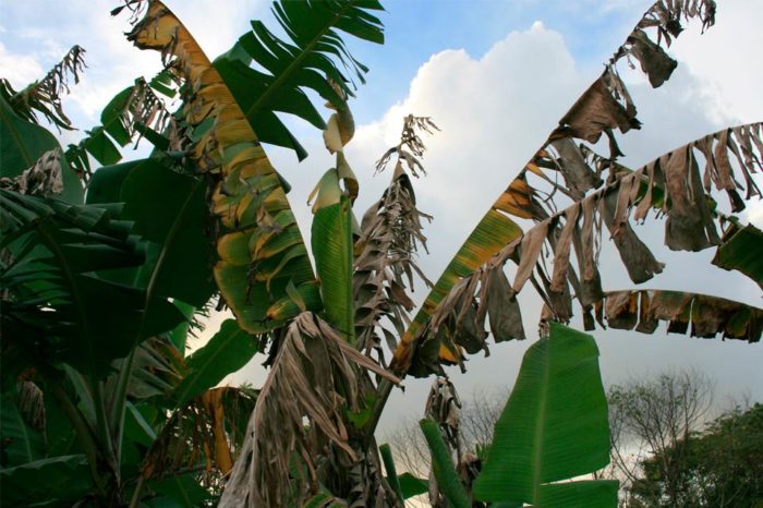 Hongo que afecta plantaciones de plátanos