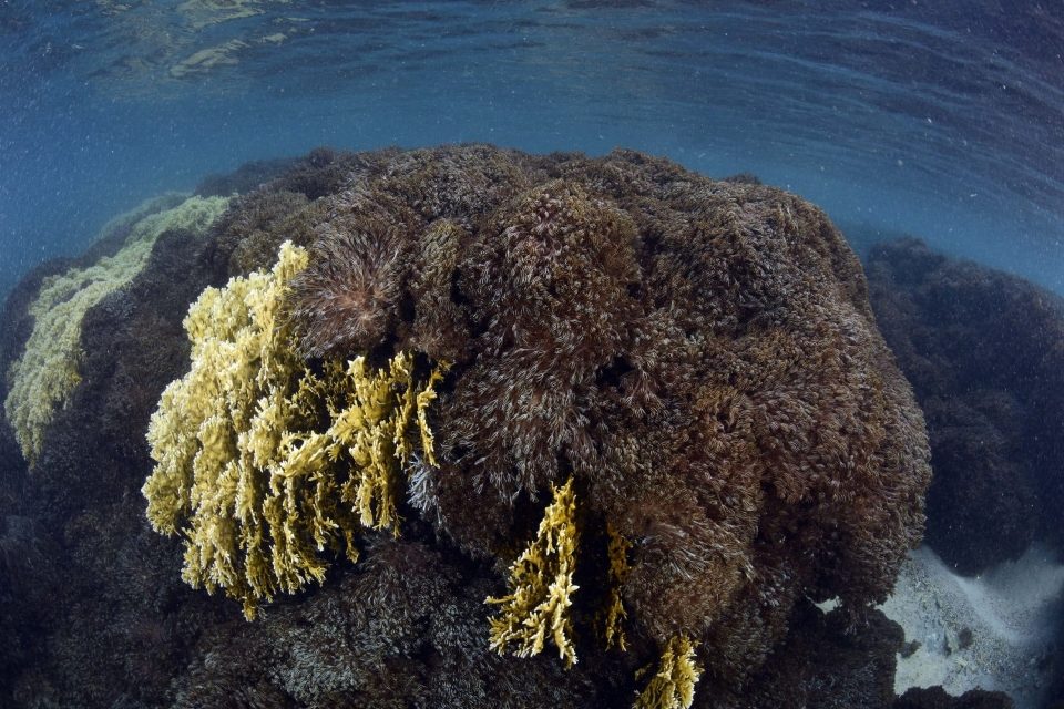 Proyecto Unomia coral invasor