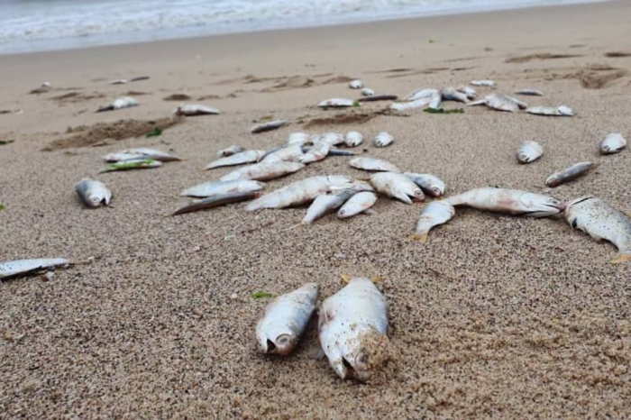 Boca de Aroa - peces muertos