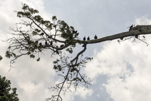 Parque del Este-zamuros