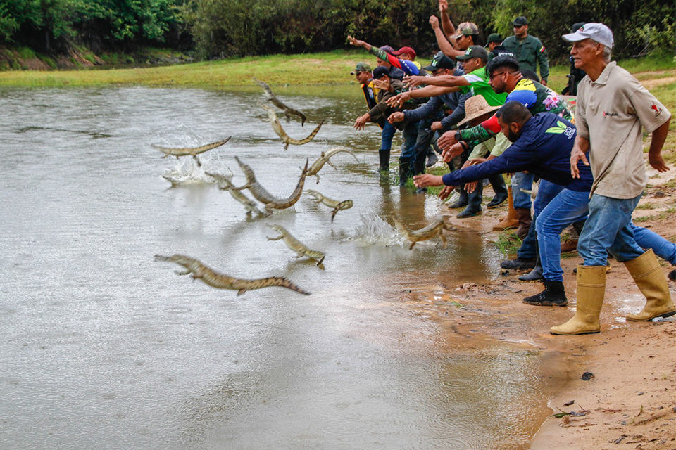 Liberación caimanes del Orinoco
