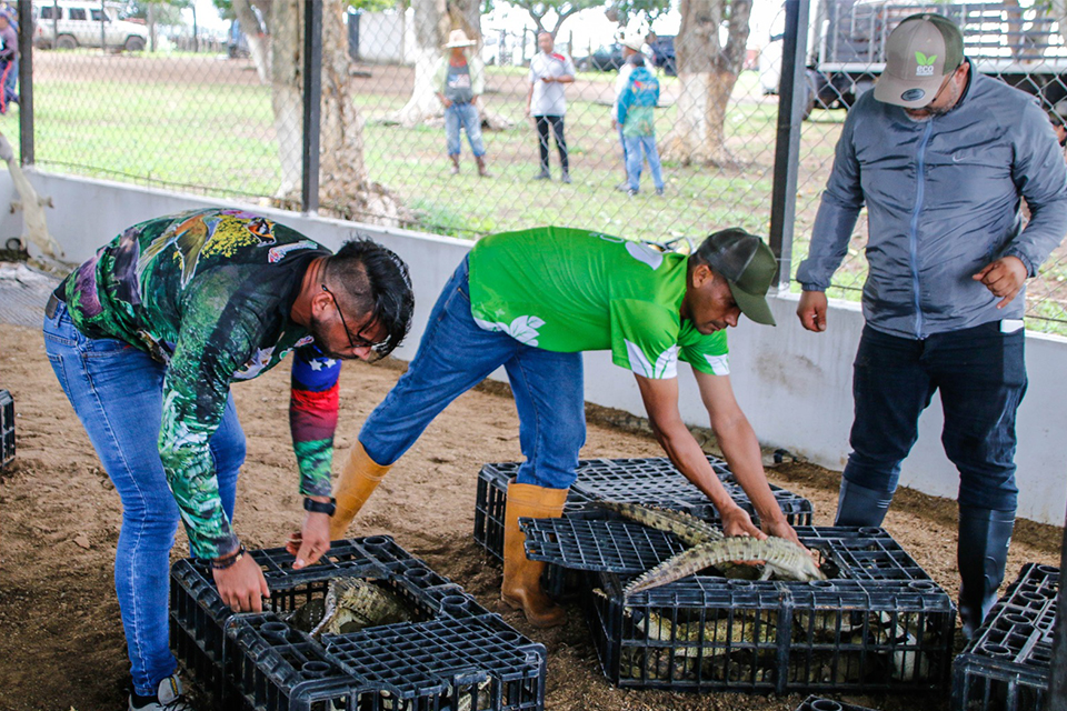 liberaciones caimanes del Orinoco