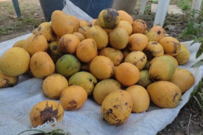 Tucupita - habitantes compran mangos para enfrentar el hambre