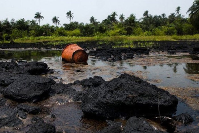 Pdvsa plantará merey pare «reforestar» la Faja Petrolífera del Orinoco