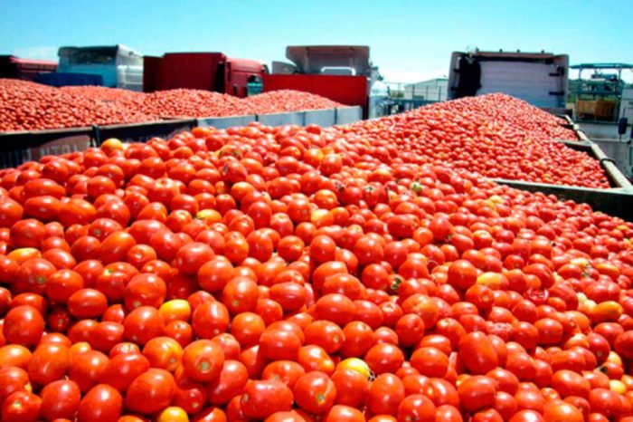Entre tomates, zanahorias y cambures