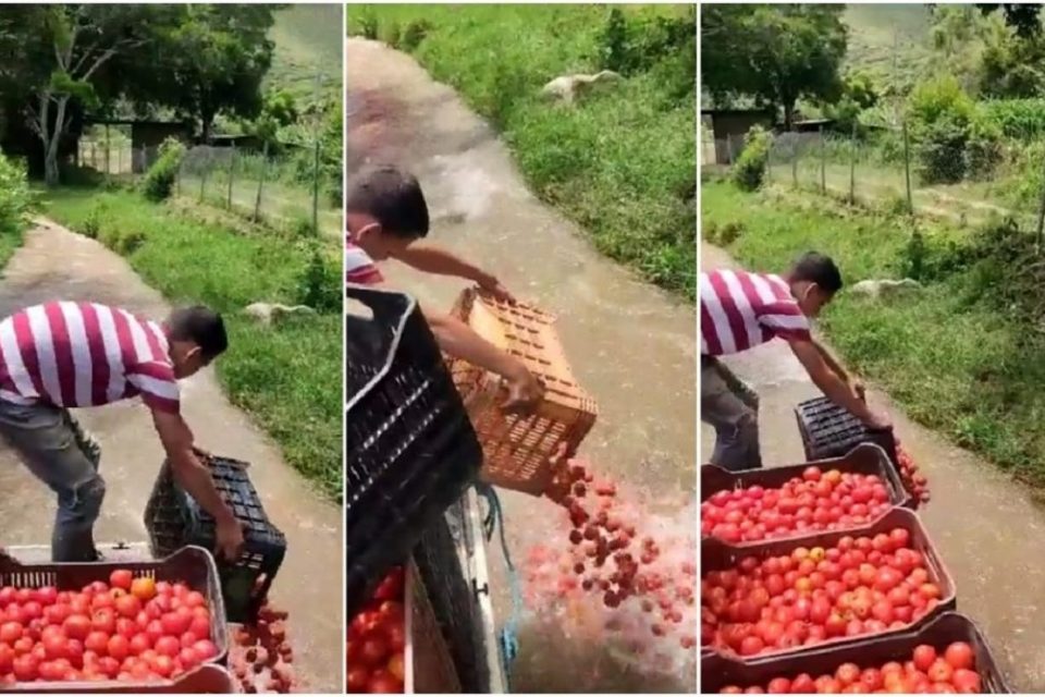 tomates venezuela Fedenaga cosecha
