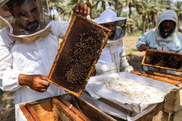 Apicultores Irak abejas