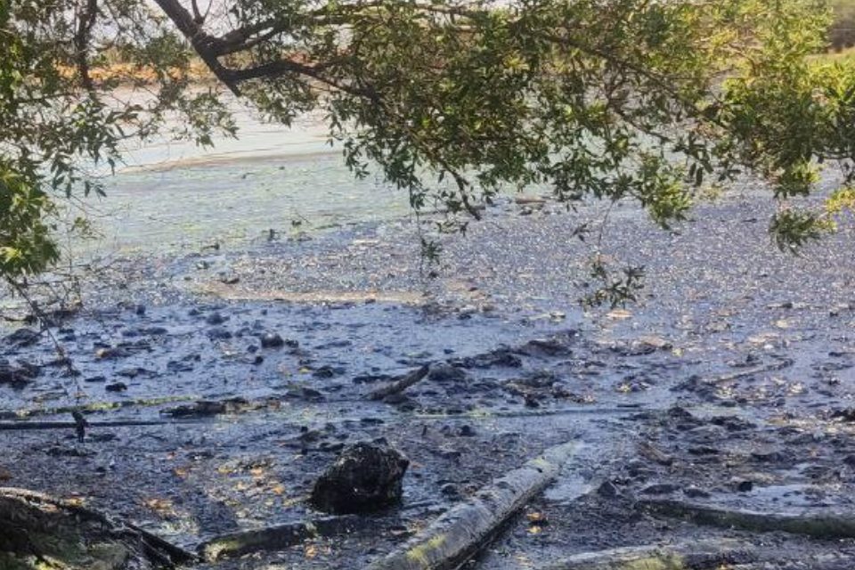 Lago de Maracaibo verdin derrames petroleros Pdvsa