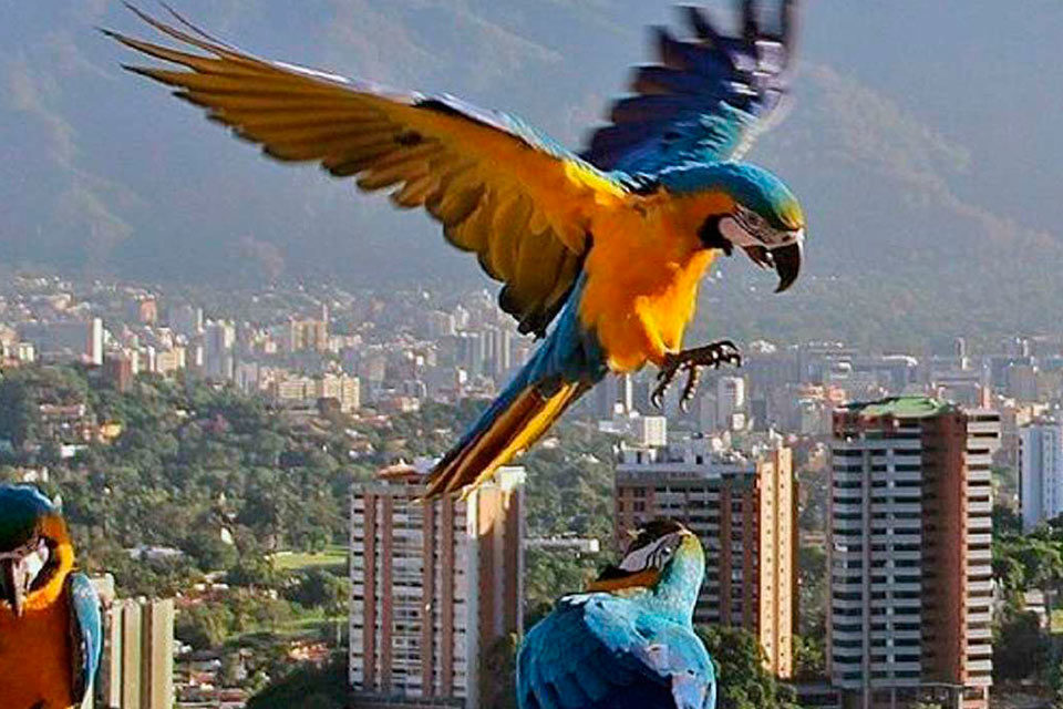 Caracas, mi amor al pie de la letra (donde quiera que estés)