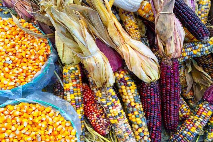 El maíz transgénico vs. la soberanía nacional