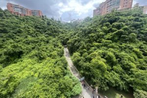 Entrada parcela La Alameda bosque