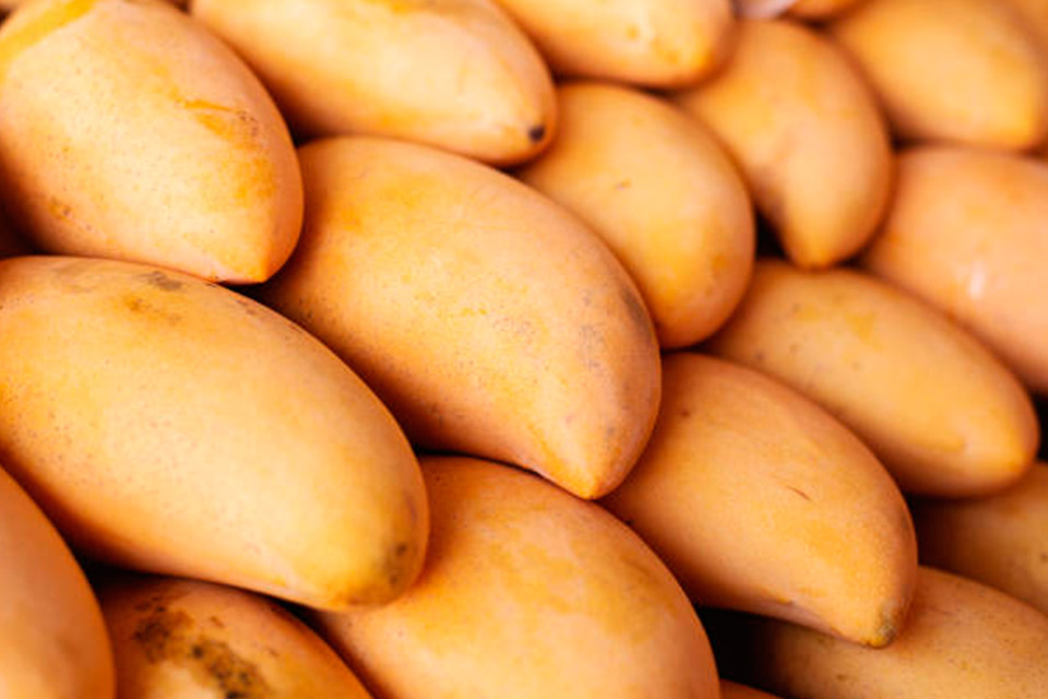 Los amigos en Venezuela son como los mangos, por Reuben Morales