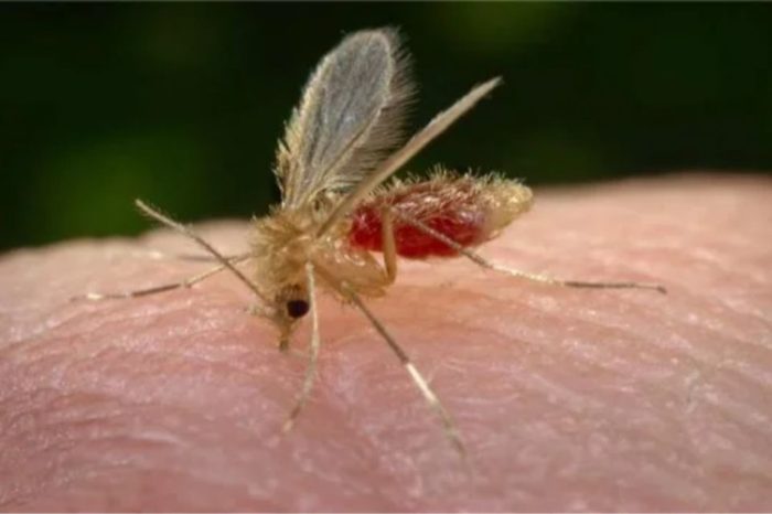 mosquito leishmaniasis
