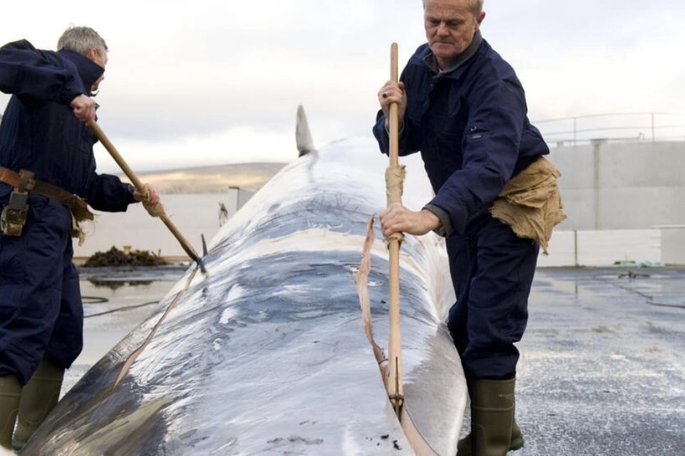 Cazadores ballenas Islandia
