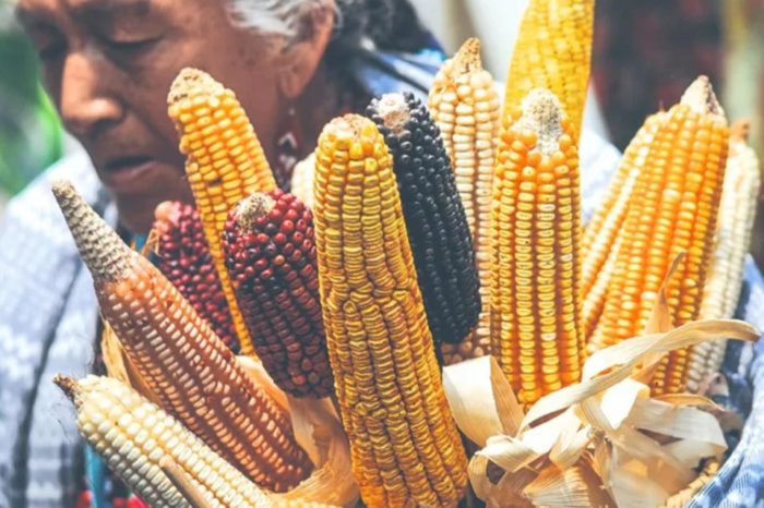 Lecciones de la prohibición del maíz transgénico en México