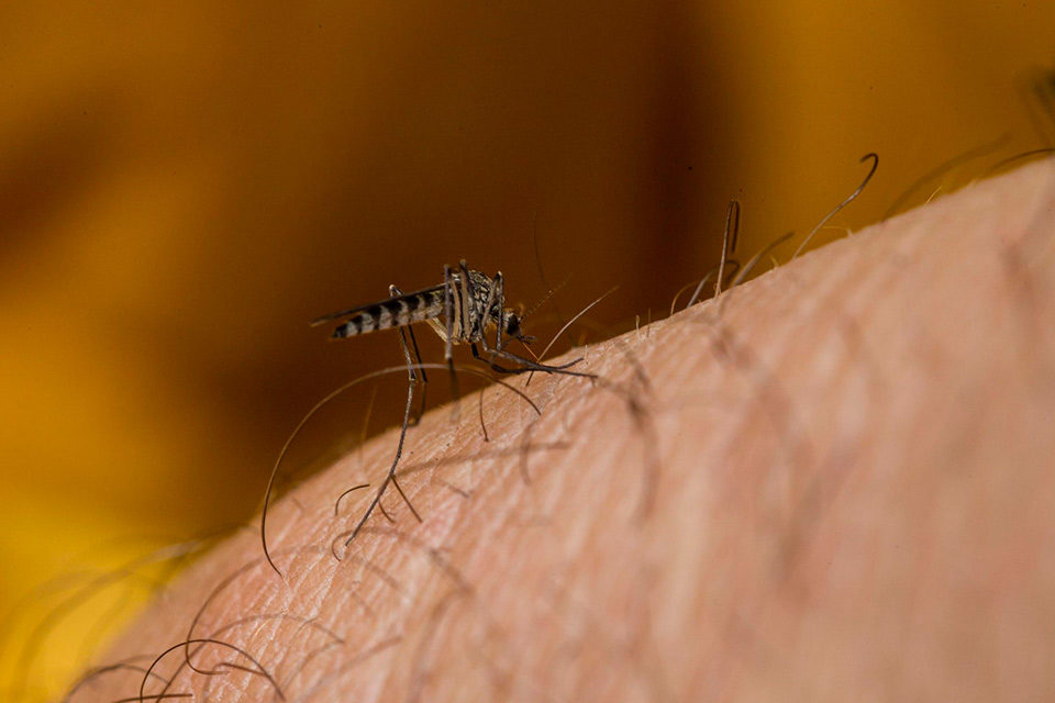 El cambio climático impacta en el aumento de los casos de dengue - Sociedad Venezolana de Infectología