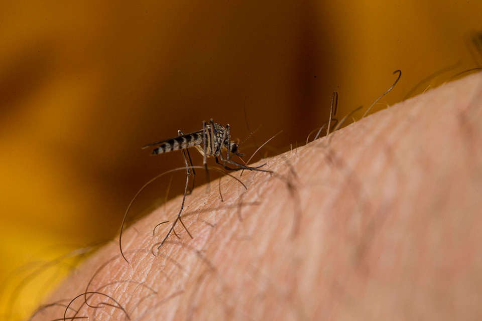 Sociedad Venezolana De Infectolog A Alerta Repunte De Dengue En