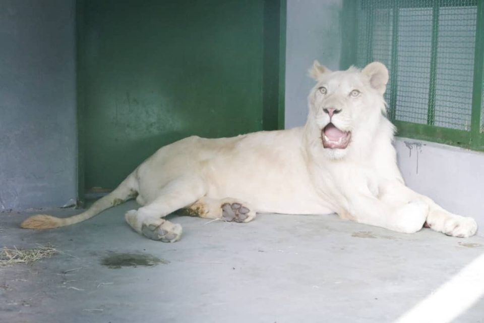 Dos-leones-blancos-nacieron-en-el-Zoologico-Las-Delicias-de-Maracay