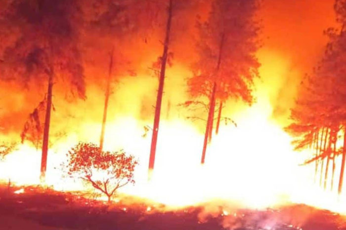 Incendio bosque de pinos Uverito
