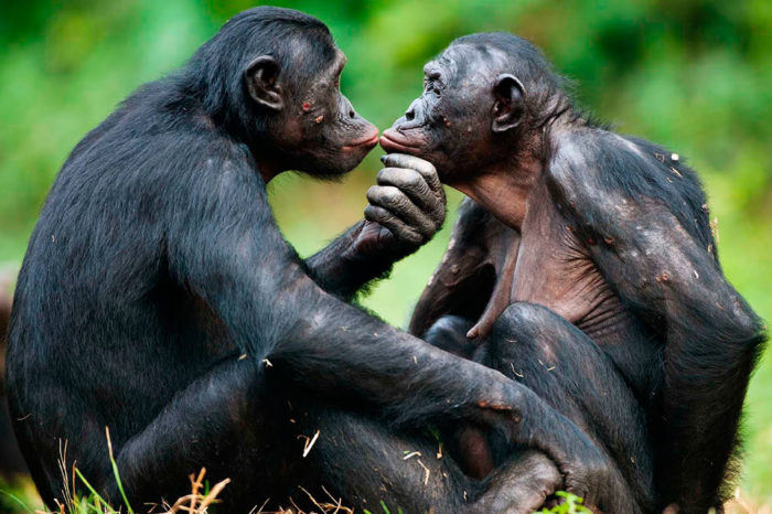La novia del chimpancé