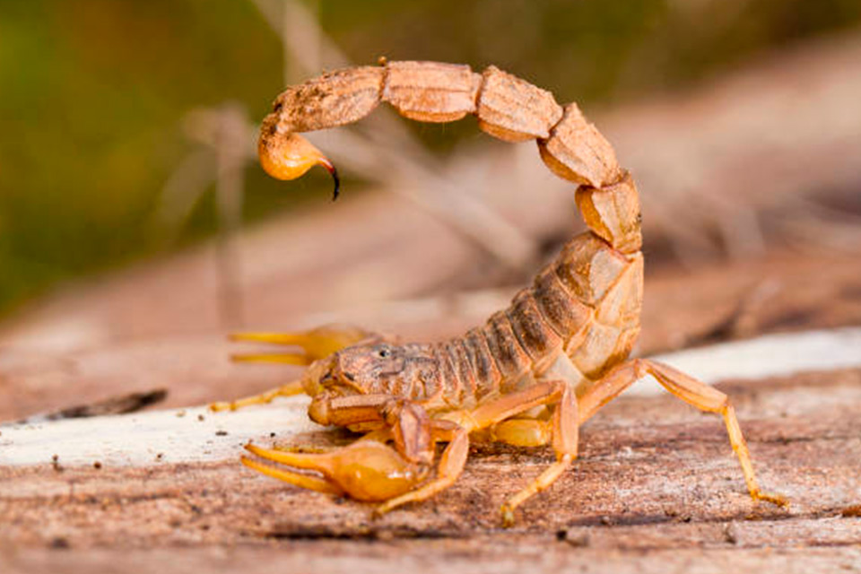 Alacranes