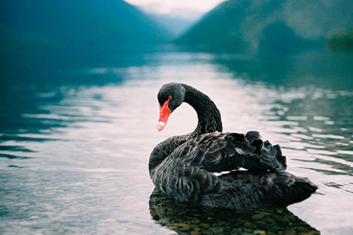 Navegando incertidumbres: “El cisne negro”