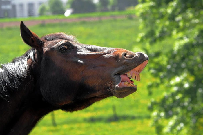 El estornudo del caballo