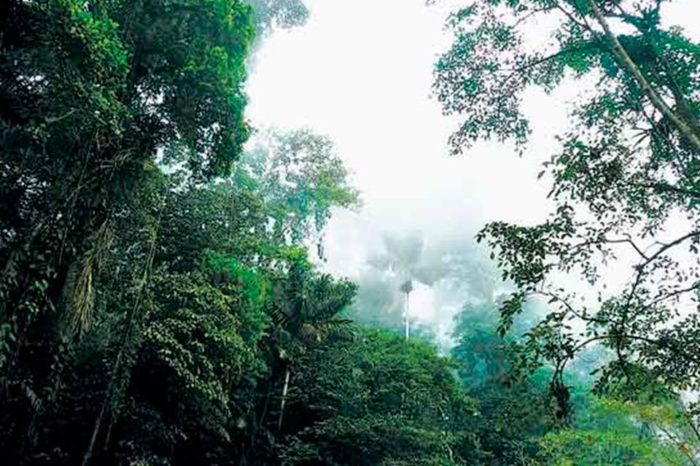 Recuperar el sentido de la ‘vida’ en la conservación de la biodiversidad