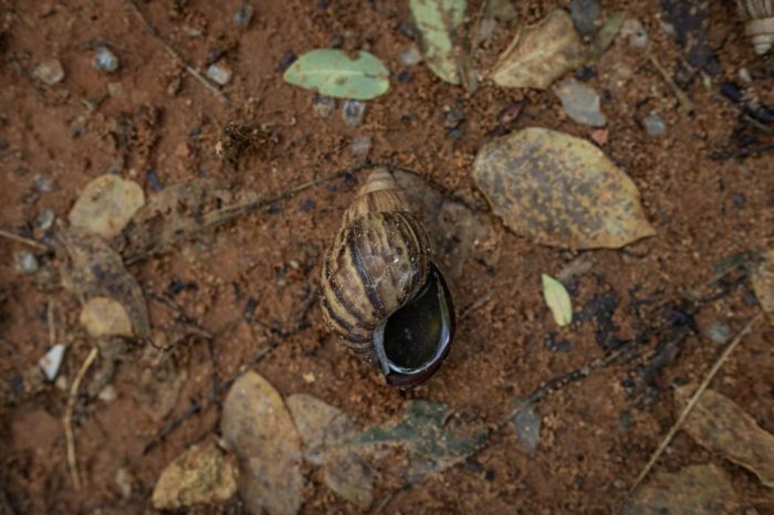 Caracol africano