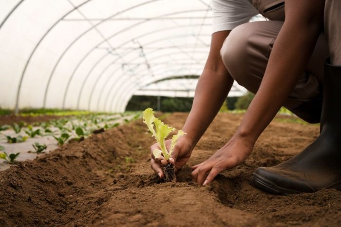 sector agrícola siembra