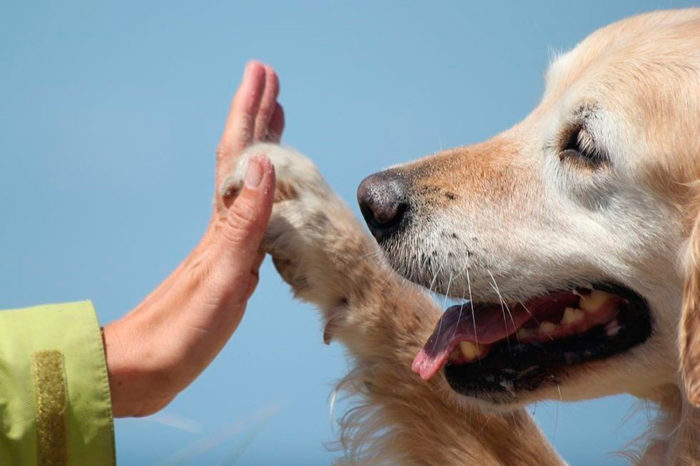 Conexiones que sanan: mascotas y plantas como protectores de la salud mental