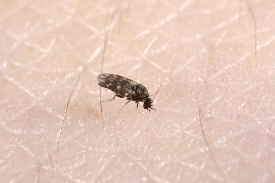virus de oropuche
